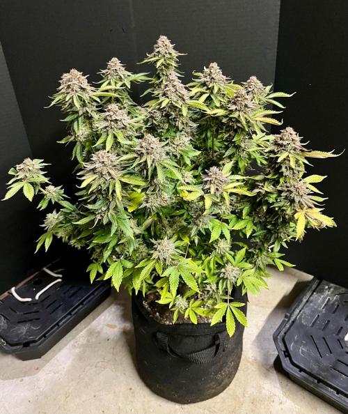 Blue Zushi. Week 20