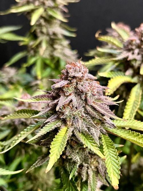 Blue Zushi. Week 20