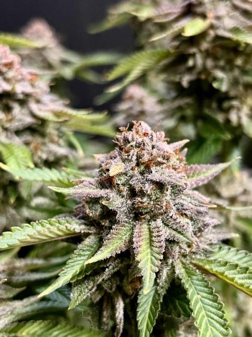 Blue Zushi. Week 20