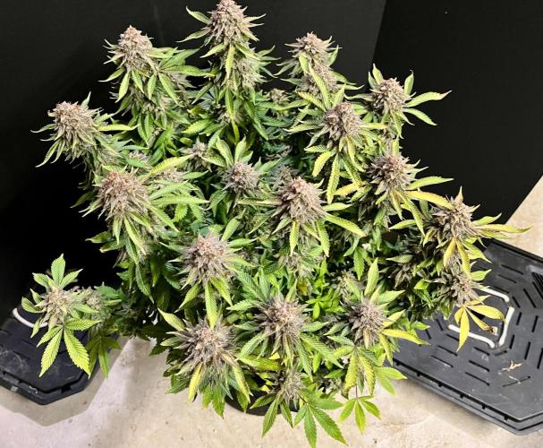 Blue Zushi. Week 20