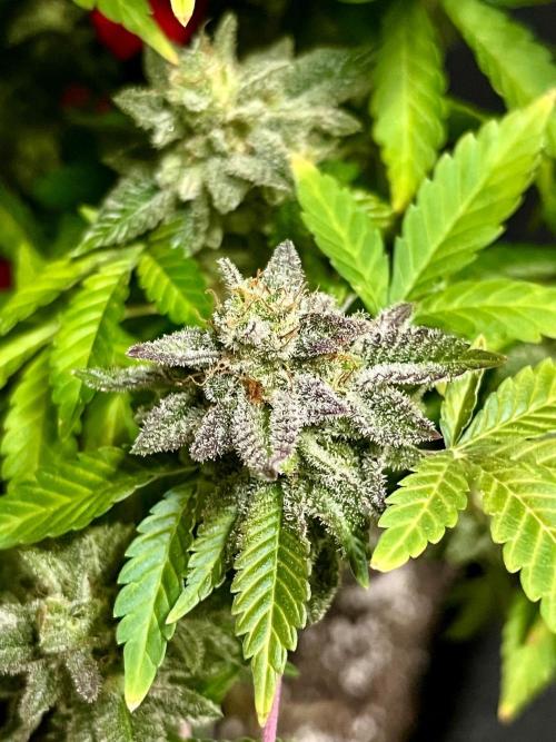 Blue Zushi. Week 20