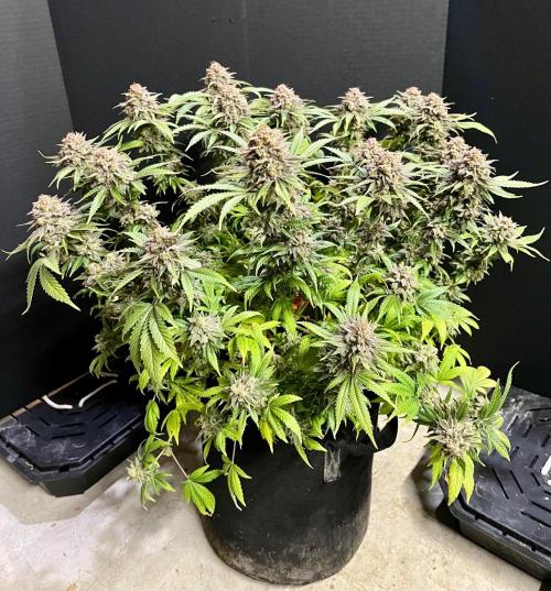 Blue Zushi. Week 20