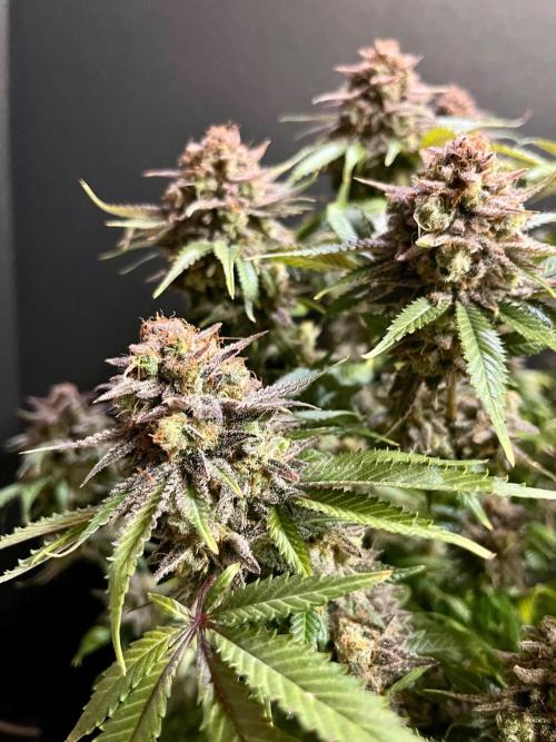 Blue Zushi. Week 20