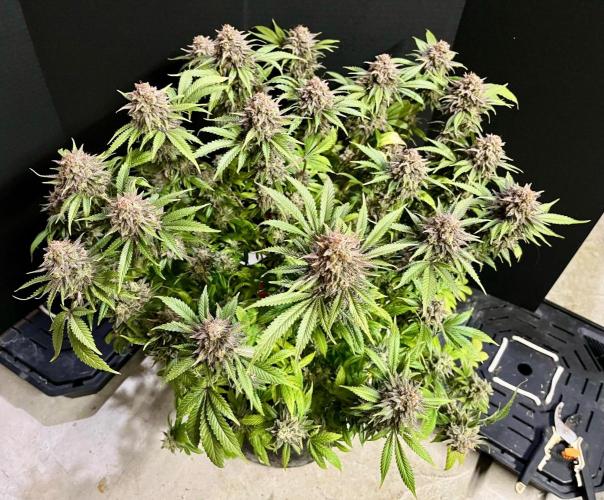 Blue Zushi. Week 20