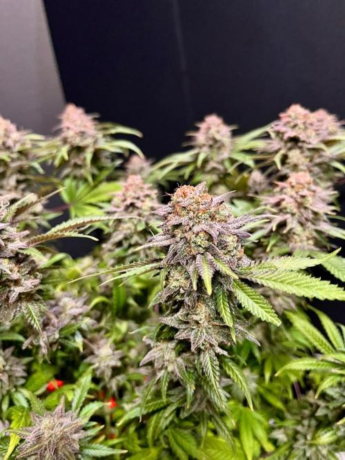 Blue Zushi. Week 20