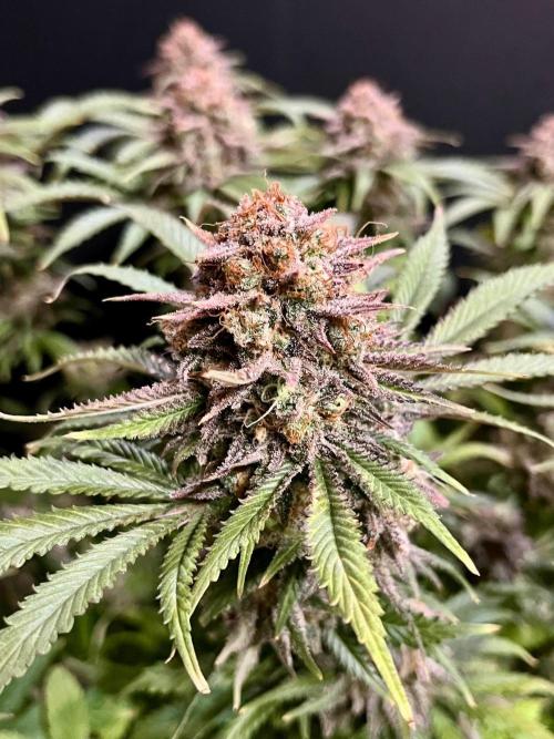 Blue Zushi. Week 20