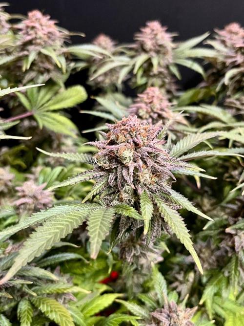 Blue Zushi. Week 20