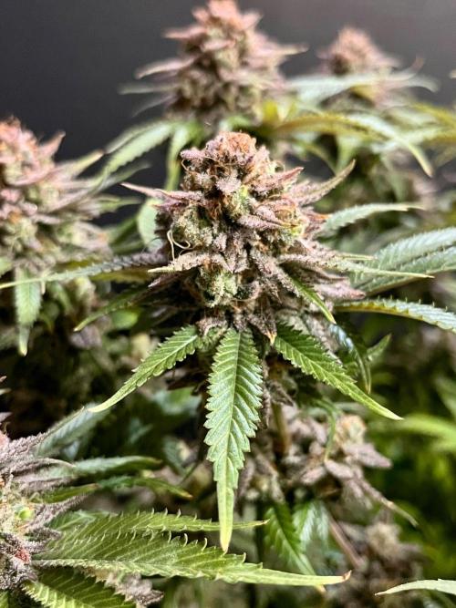 Blue Zushi. Week 20