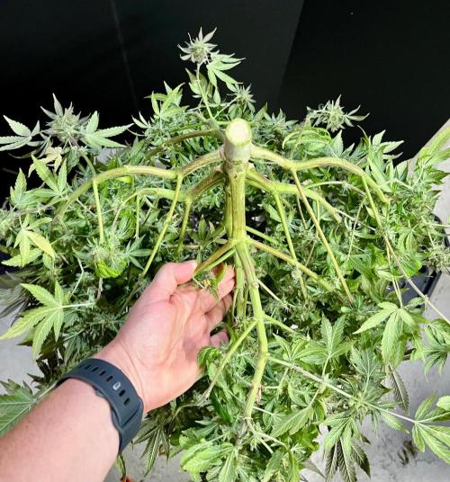 Blue Zushi. Week 20