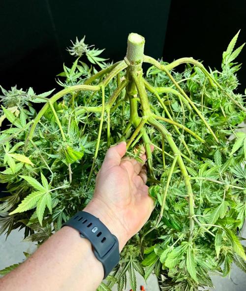 Blue Zushi. Week 20