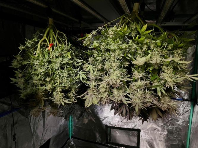 Blue Zushi. Week 20