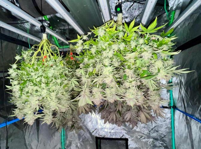 Blue Zushi. Week 20