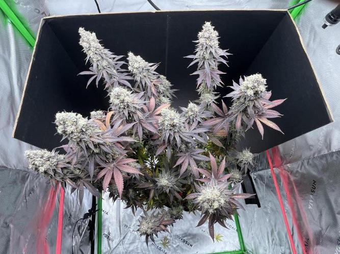 Permanent Marker. Week 18