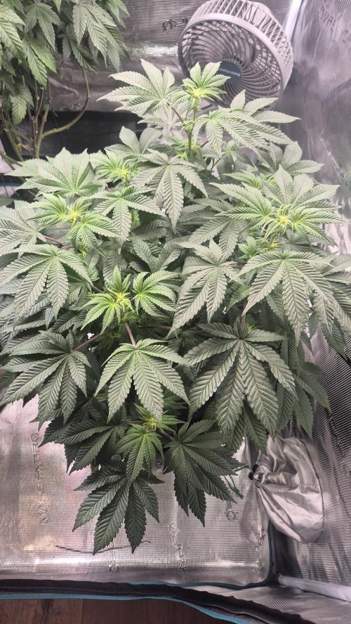 Vanilla Frosting & Lemon Mints first run. Week 2 - Random Seed (leider Hermaohrodit)