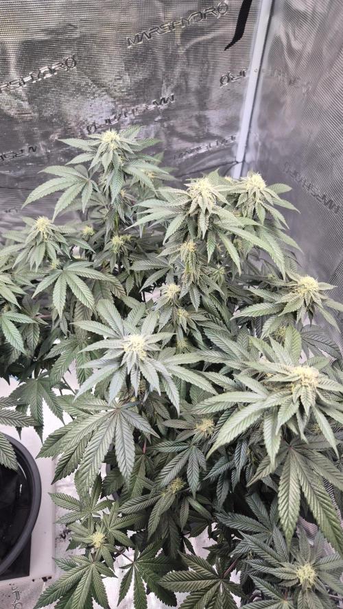 Vanilla Frosting & Lemon Mints first run. Week 4