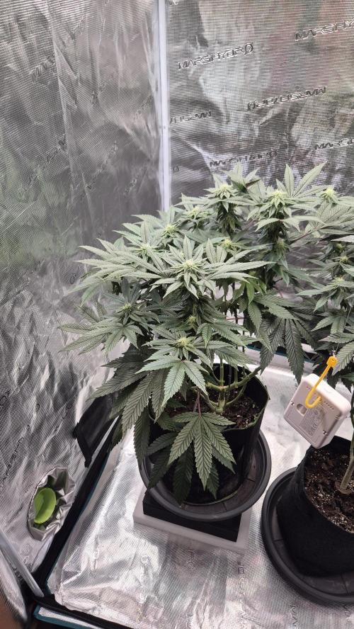 Vanilla Frosting & Lemon Mints first run. Week 4
