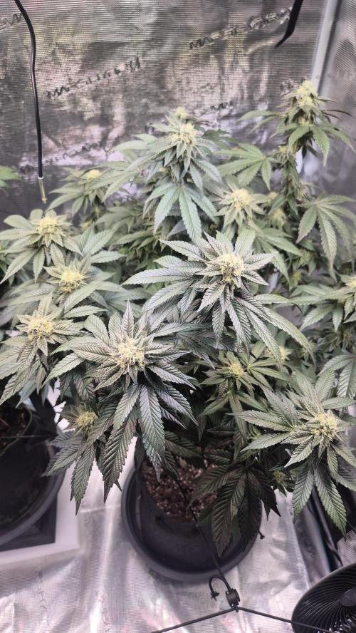 Vanilla Frosting & Lemon Mints first run. Week 5
