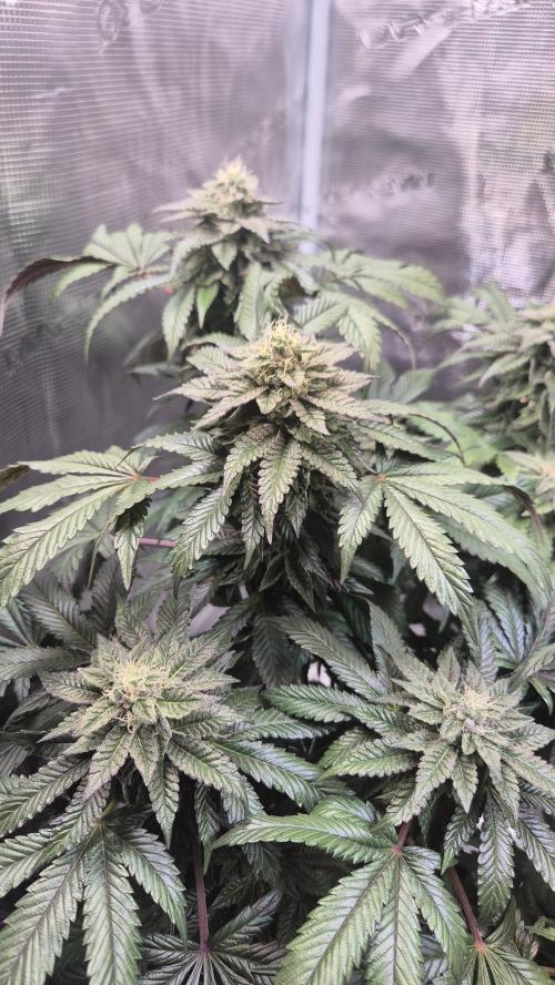Vanilla Frosting & Lemon Mints first run. Week 5