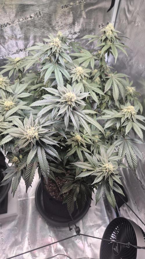Vanilla Frosting & Lemon Mints first run. Week 5