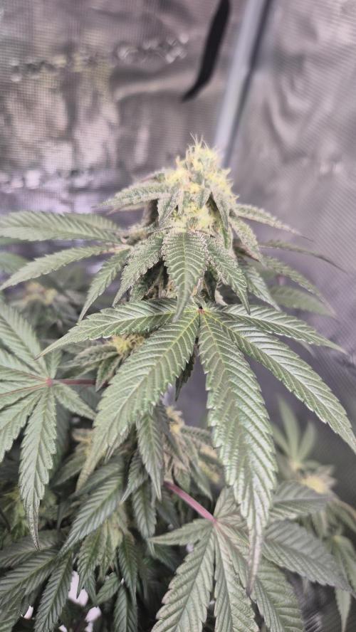 Vanilla Frosting & Lemon Mints first run. Week 5