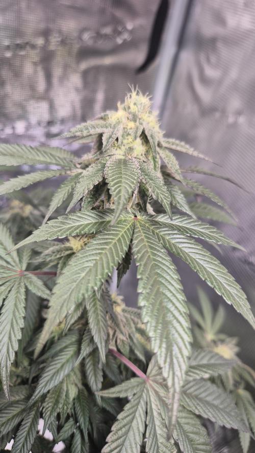Vanilla Frosting & Lemon Mints first run. Week 5