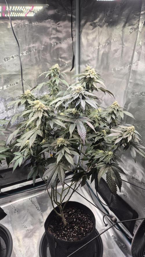 Vanilla Frosting & Lemon Mints first run. Week 5