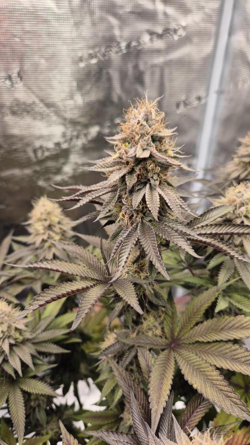 Limoncello. Week 7