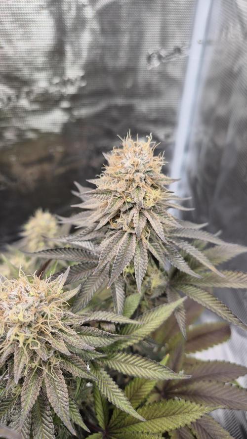 Limoncello. Week 7