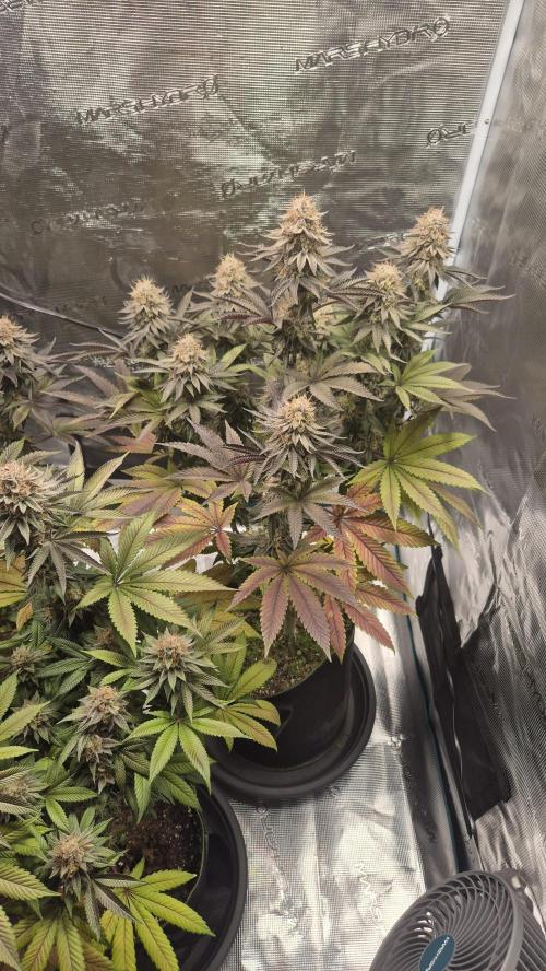 Limoncello. Week 7