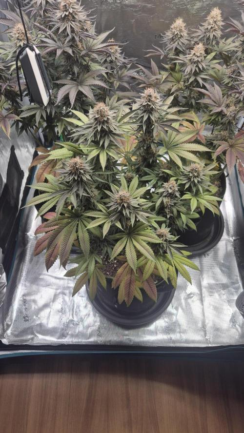 Limoncello. Week 7