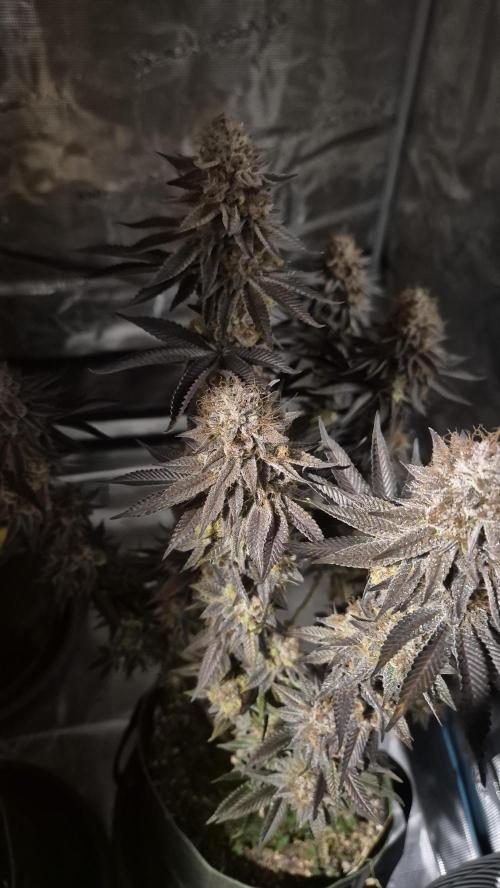 Limoncello. Week 9