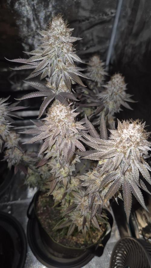 Limoncello. Week 9