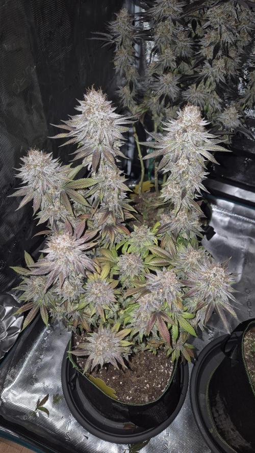 Limoncello. Week 9