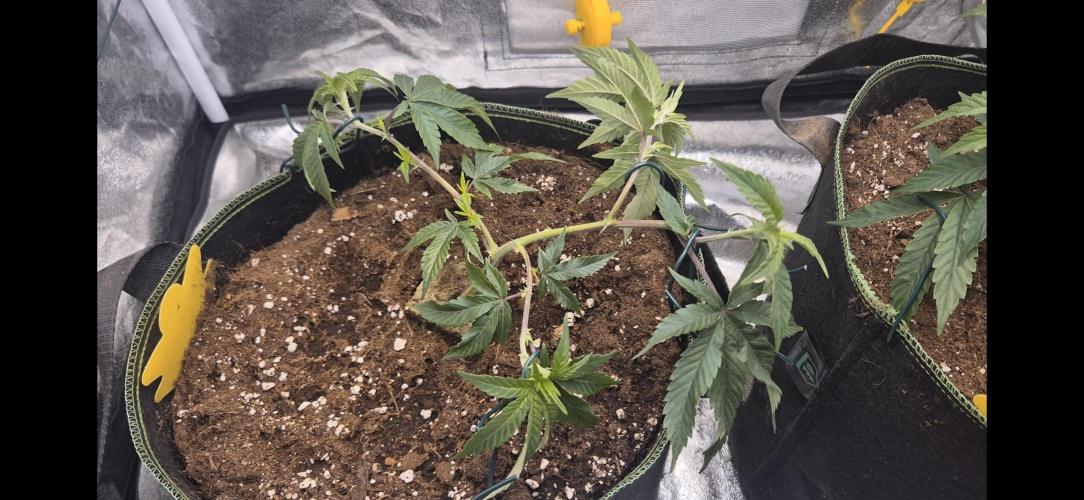 Steckling Lemon Mints. Week 2