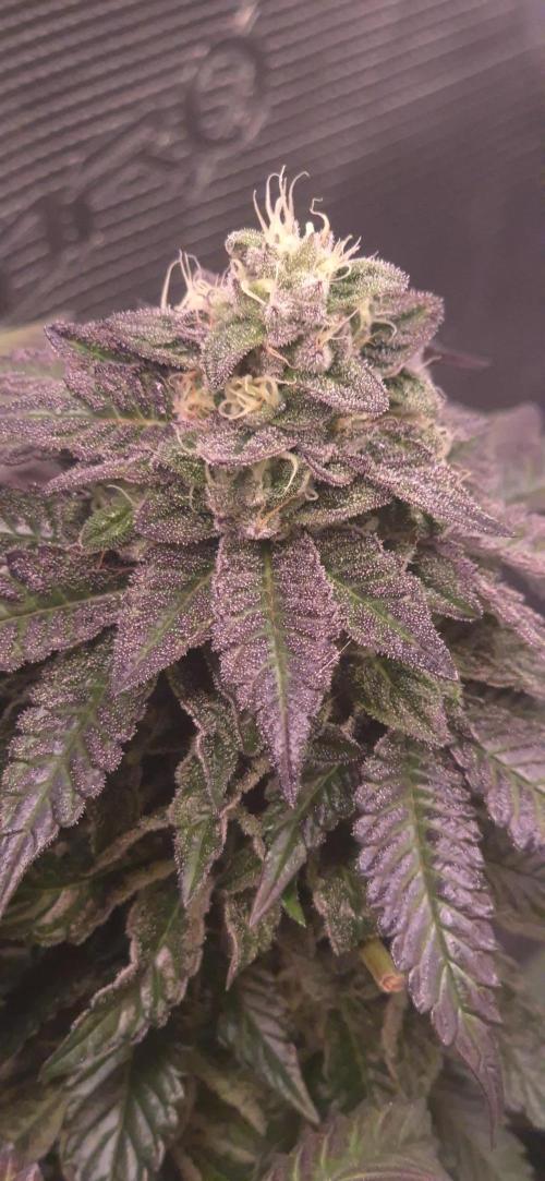 Vanilla Frosting & Lemon Mints first run. Week 7 - VF BT49