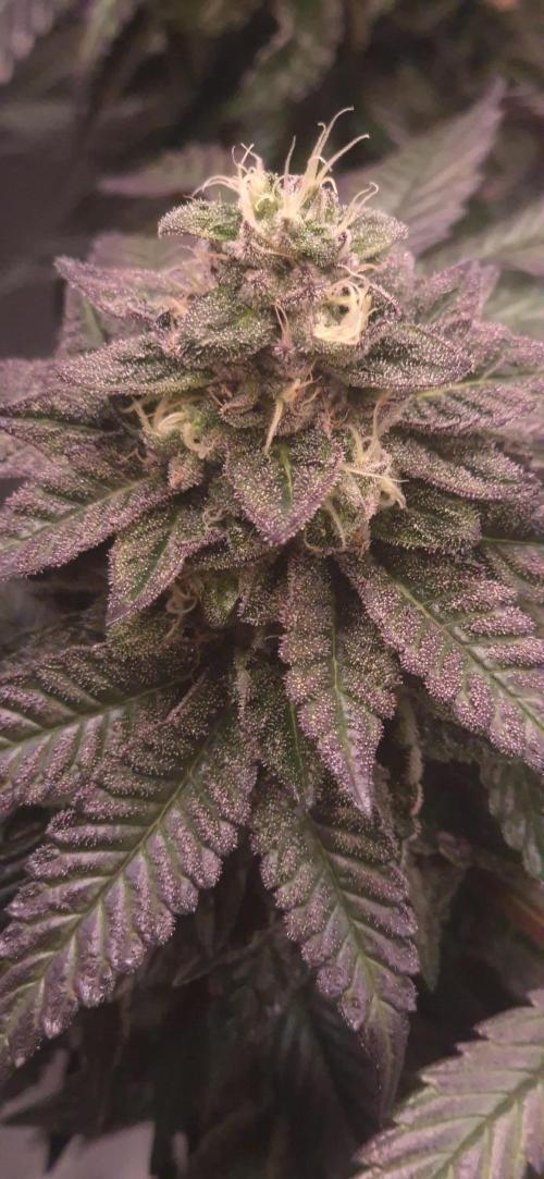 Vanilla Frosting & Lemon Mints first run. Week 7 - VF BT49