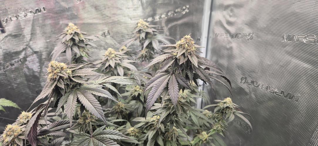 Vanilla Frosting & Lemon Mints first run. Week 7 - Lemon Mints - BT49