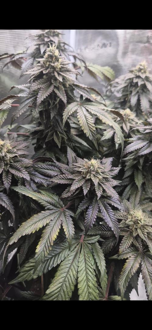 Vanilla Frosting & Lemon Mints first run. Week 7 - VF BT 49