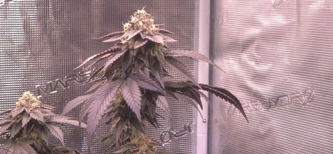 Vanilla Frosting & Lemon Mints first run. Week 7 - LM BT49