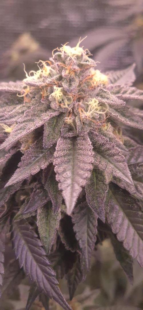 Vanilla Frosting & Lemon Mints first run. Week 7 - LM - BT49