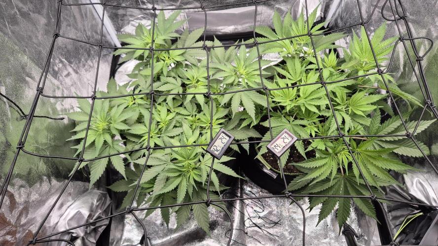 Purple Punch. Week 1