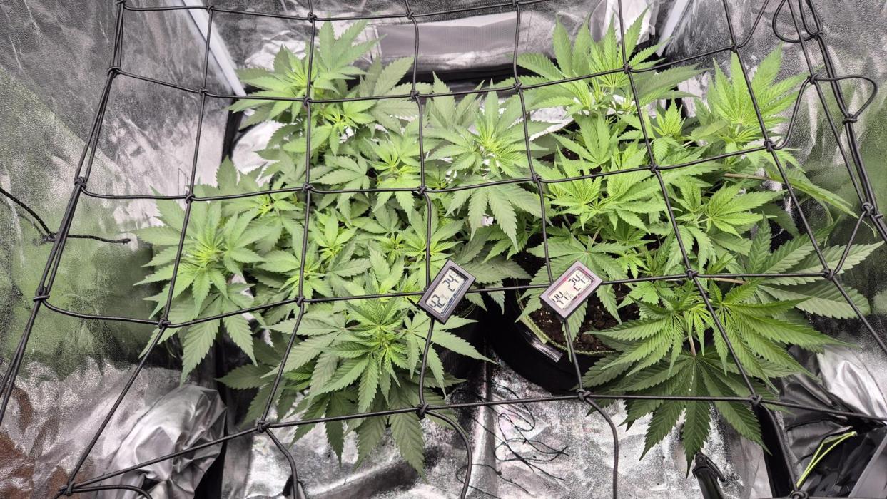 Purple Punch. Week 1 - Blütetag 1