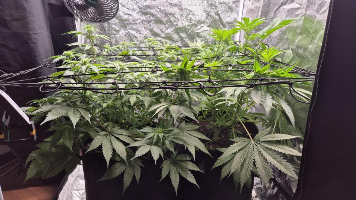 Purple Punch. Week 2 - Blütetag 7 