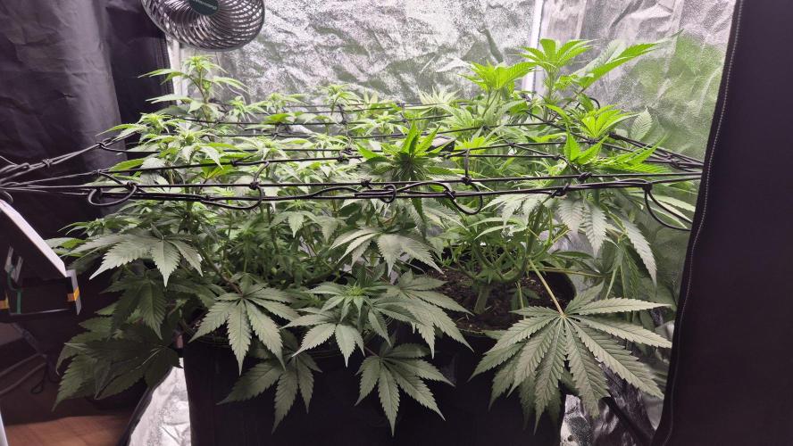 Purple Punch. Week 2