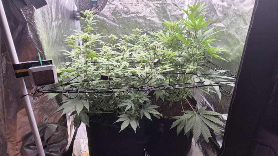 Purple Punch. Week 3