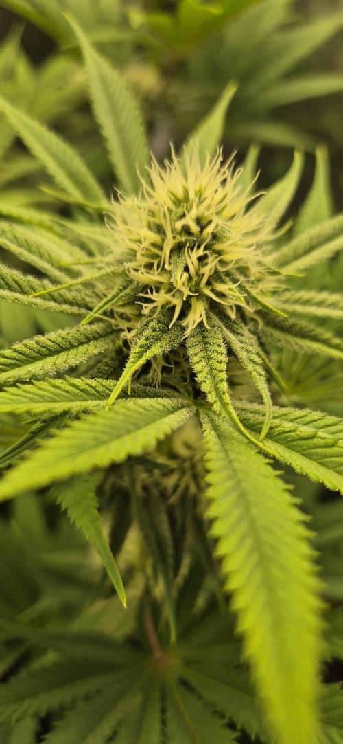 Purple Punch. Week 4