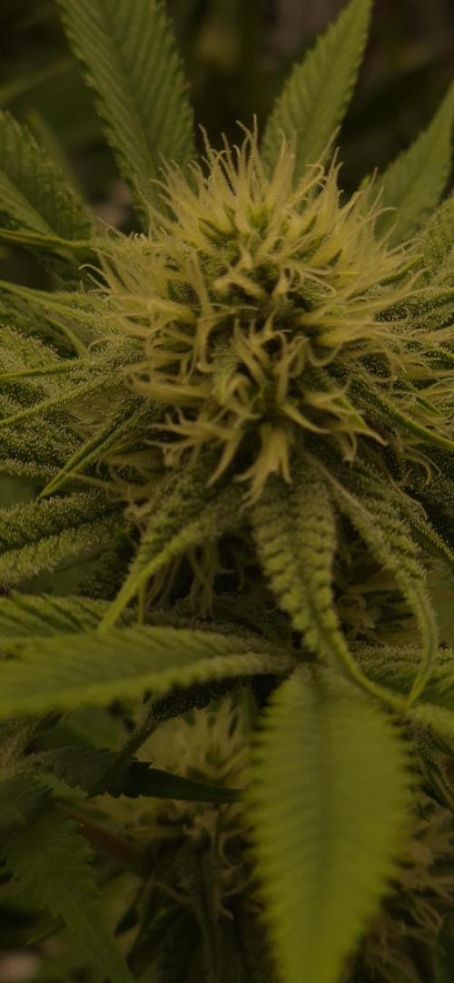 Purple Punch. Week 4