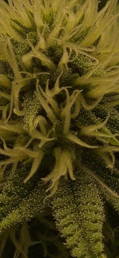 Purple Punch. Week 4