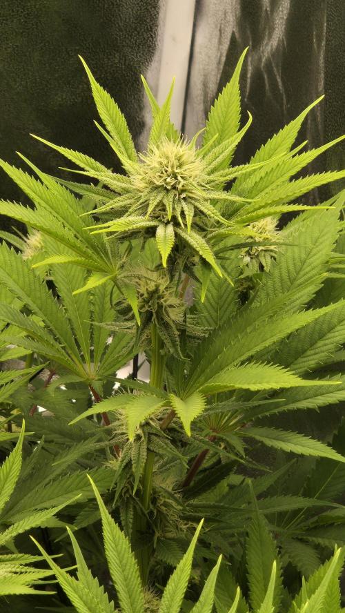 Purple Punch. Week 4