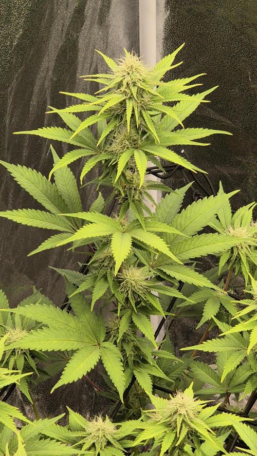 Purple Punch. Week 4